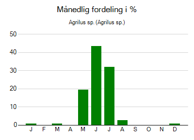 Agrilus sp. - månedlig fordeling