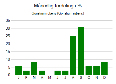 Gonatium rubens - månedlig fordeling