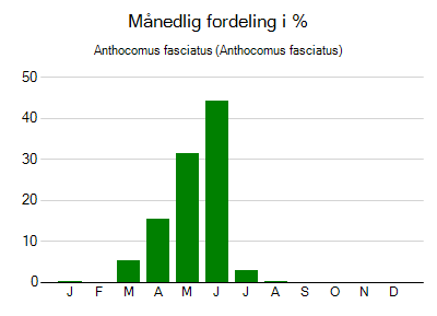 Anthocomus fasciatus - månedlig fordeling