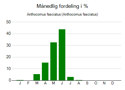 Anthocomus fasciatus - månedlig fordeling