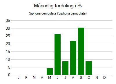 Siphona geniculata - månedlig fordeling