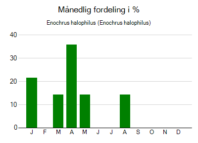 Enochrus halophilus - månedlig fordeling