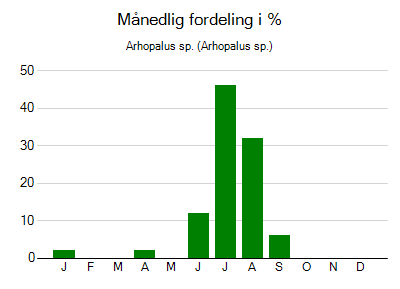 Arhopalus sp. - månedlig fordeling