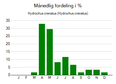 Hydrochus crenatus - månedlig fordeling