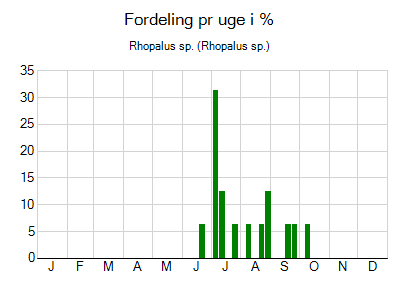 Rhopalus sp. - ugentlig fordeling