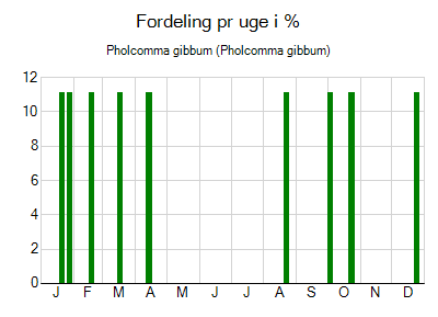 Pholcomma gibbum - ugentlig fordeling