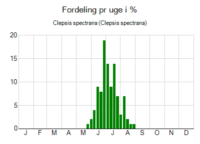 Clepsis spectrana - ugentlig fordeling