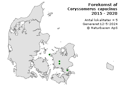 Coryssomerus capucinus - udbredelseskort