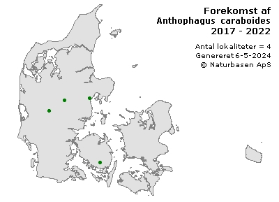 Anthophagus caraboides - udbredelseskort