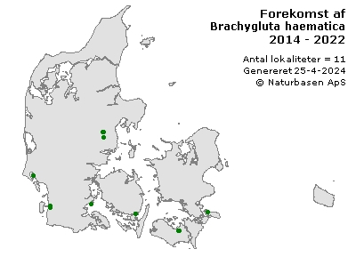 Brachygluta haematica - udbredelseskort