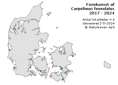 Carpelimus foveolatus - udbredelseskort