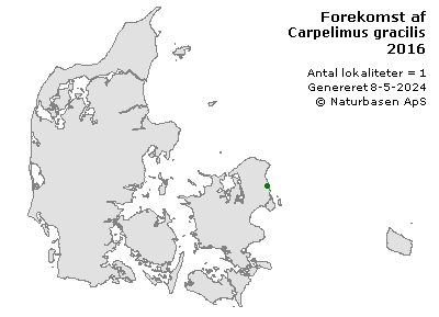 Carpelimus gracilis - udbredelseskort