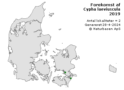 Cypha laeviuscula - udbredelseskort