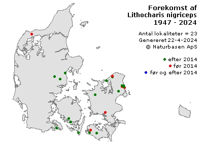 Lithocharis nigriceps - udbredelseskort