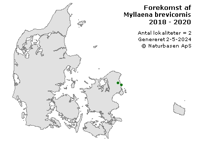 Myllaena brevicornis - udbredelseskort