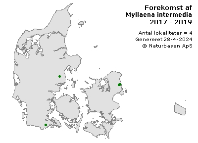 Myllaena intermedia - udbredelseskort