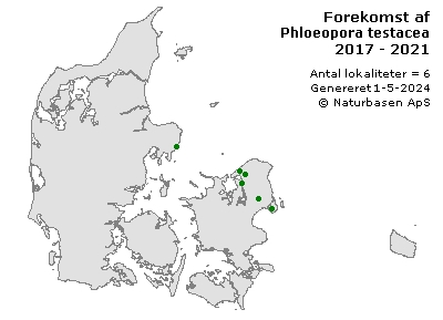 Phloeopora testacea - udbredelseskort