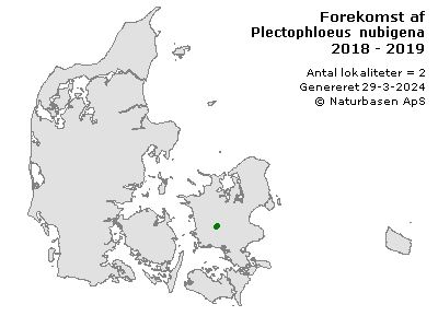 Plectophloeus nubigena - udbredelseskort