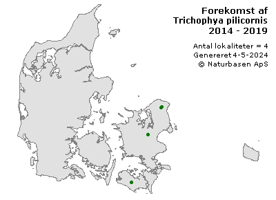 Trichophya pilicornis - udbredelseskort