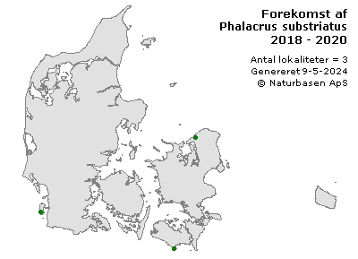 Phalacrus substriatus - udbredelseskort