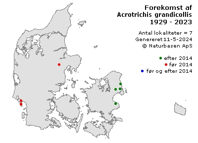 Acrotrichis grandicollis - udbredelseskort