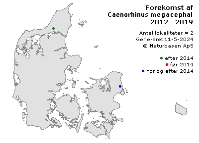Caenorhinus megacephalus - udbredelseskort