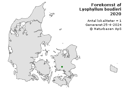 Lyophyllum boudieri - udbredelseskort