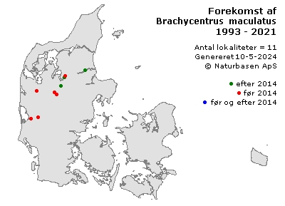 Brachycentrus maculatus - udbredelseskort