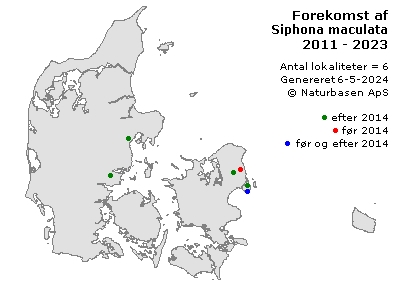 Siphona maculata - udbredelseskort