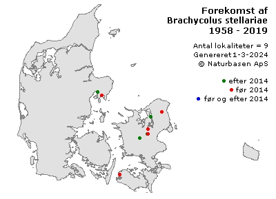 Brachycolus stellariae - udbredelseskort