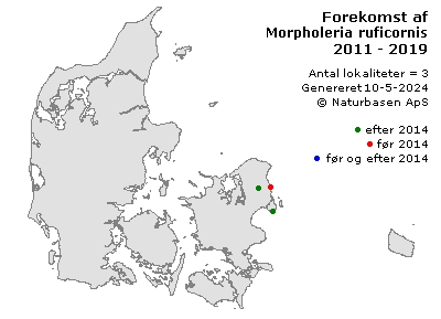 Morpholeria ruficornis - udbredelseskort