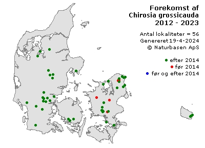 Chirosia grossicauda - udbredelseskort