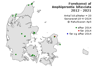 Amphigerontia bifasciata - udbredelseskort