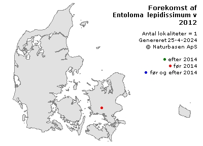 Entoloma lepidissimum var. pauciangulatum - udbredelseskort