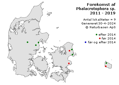 Phalacrotophora sp. - udbredelseskort