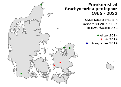 Brachyneurina peniophorae - udbredelseskort
