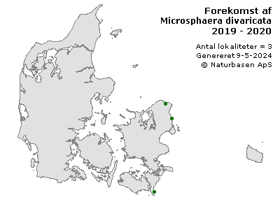 Microsphaera divaricata - udbredelseskort