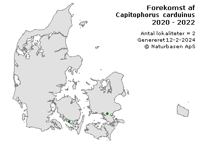 Capitophorus carduinus - udbredelseskort