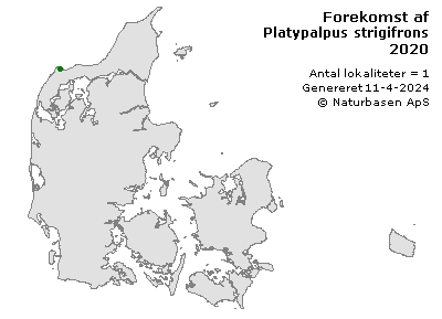 Platypalpus strigifrons - udbredelseskort
