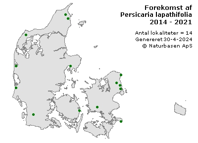 Persicaria lapathifolia - udbredelseskort
