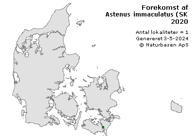 Astenus immaculatus (SKAL SLETTET) - udbredelseskort