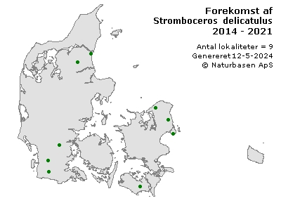Stromboceros delicatulus - udbredelseskort