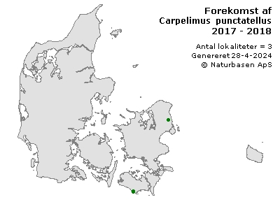 Carpelimus punctatellus - udbredelseskort