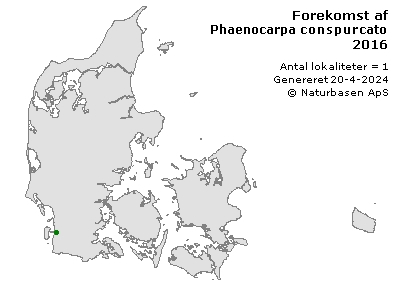 Phaenocarpa conspurcator - udbredelseskort