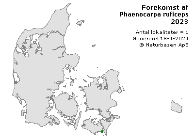 Phaenocarpa ruficeps - udbredelseskort