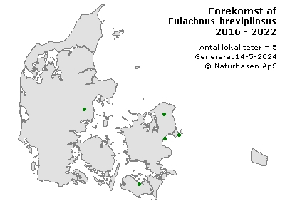 Eulachnus brevipilosus - udbredelseskort