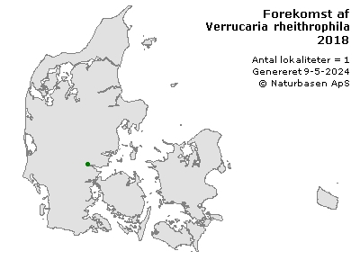 Verrucaria rheithrophila - udbredelseskort