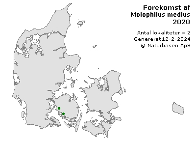 Molophilus medius - udbredelseskort