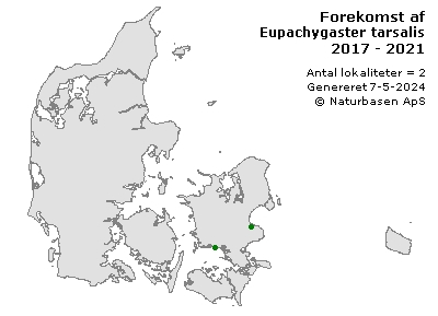 Eupachygaster tarsalis - udbredelseskort