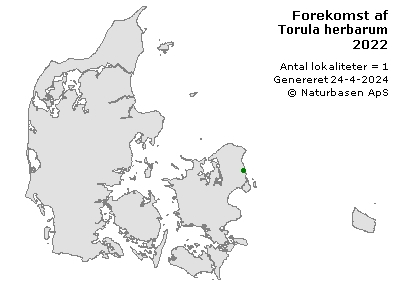 Torula herbarum - udbredelseskort